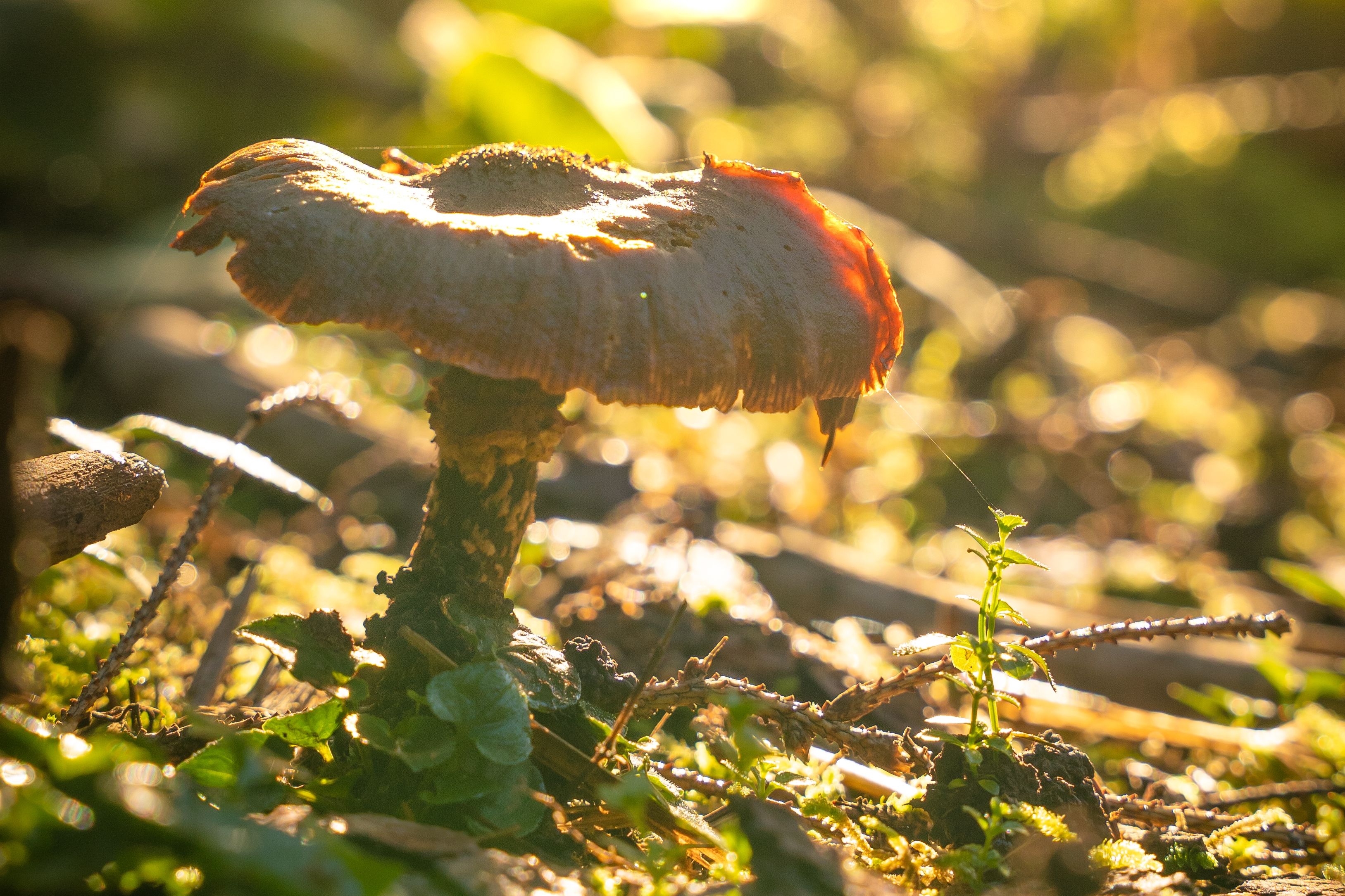 Pilz im Schwarzwald