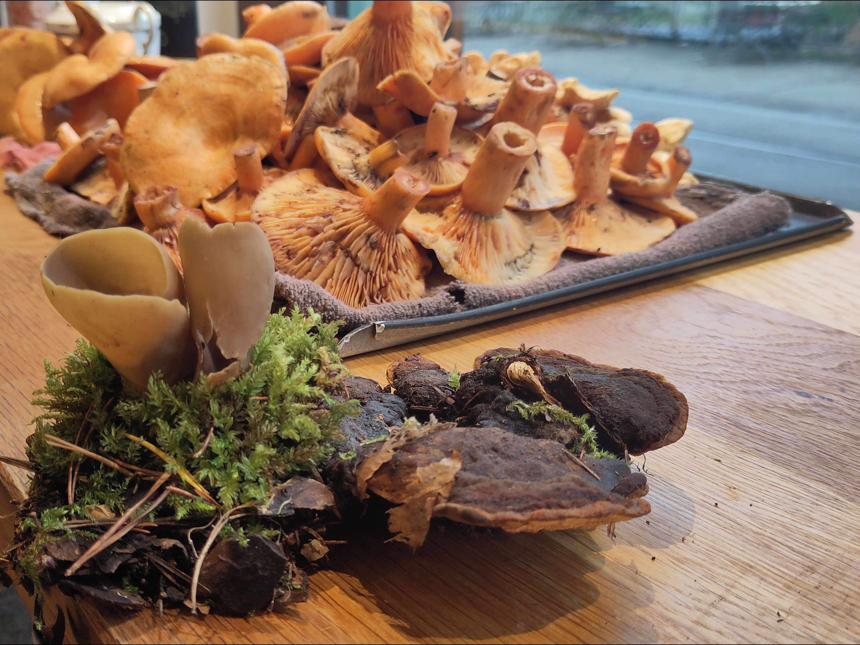 Pilzpauschale_Wild auf Pilz