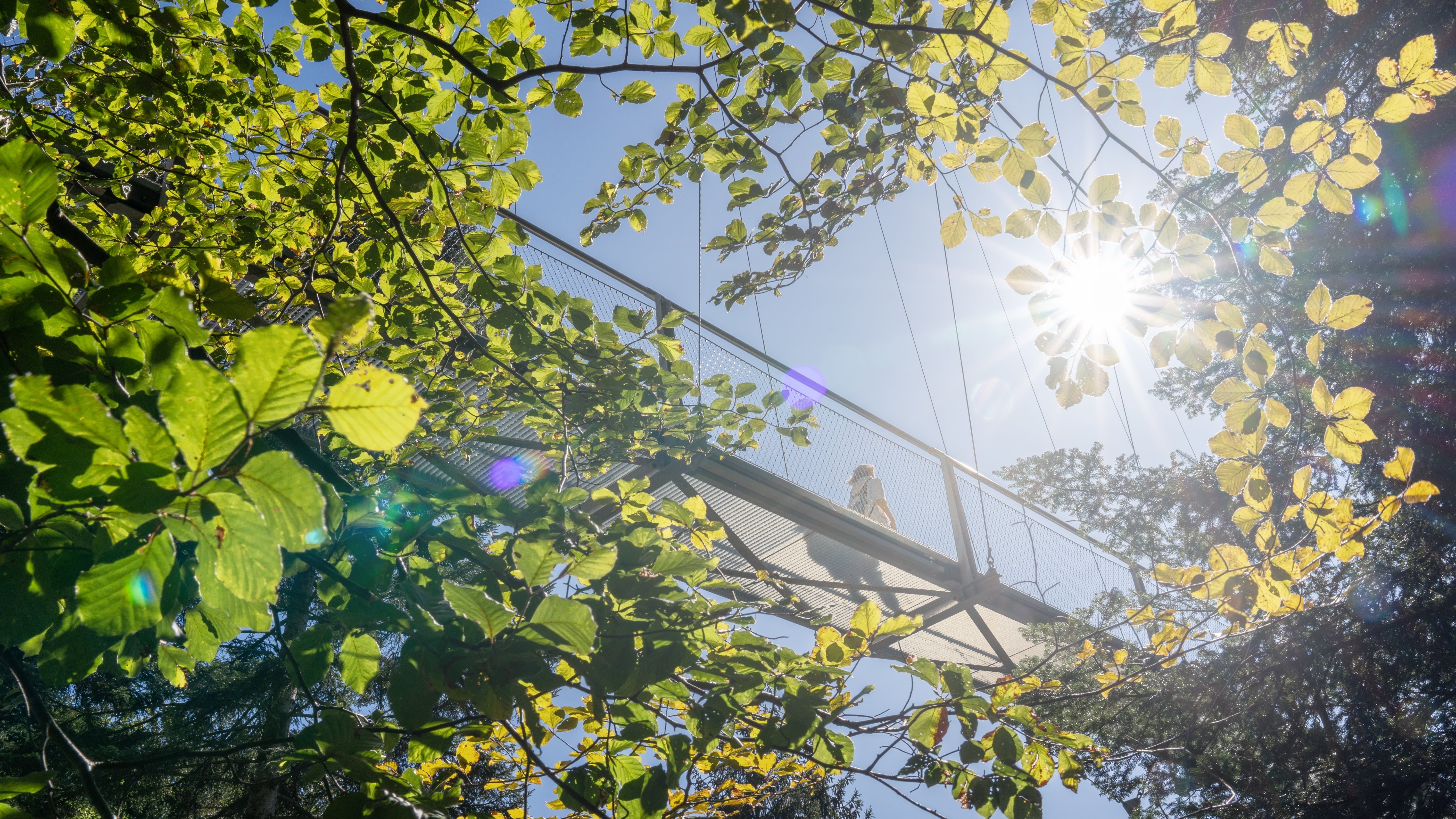 WILDLINE Suspension Bridge