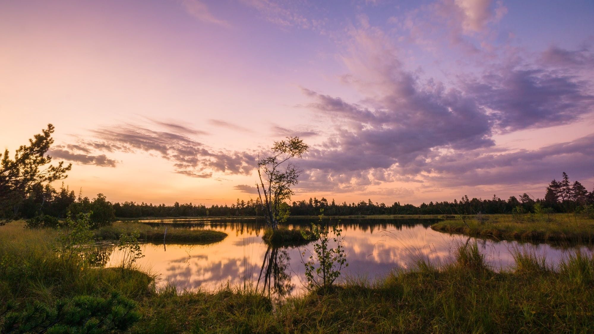 "Wildsee" moor at Kaltenbronn
