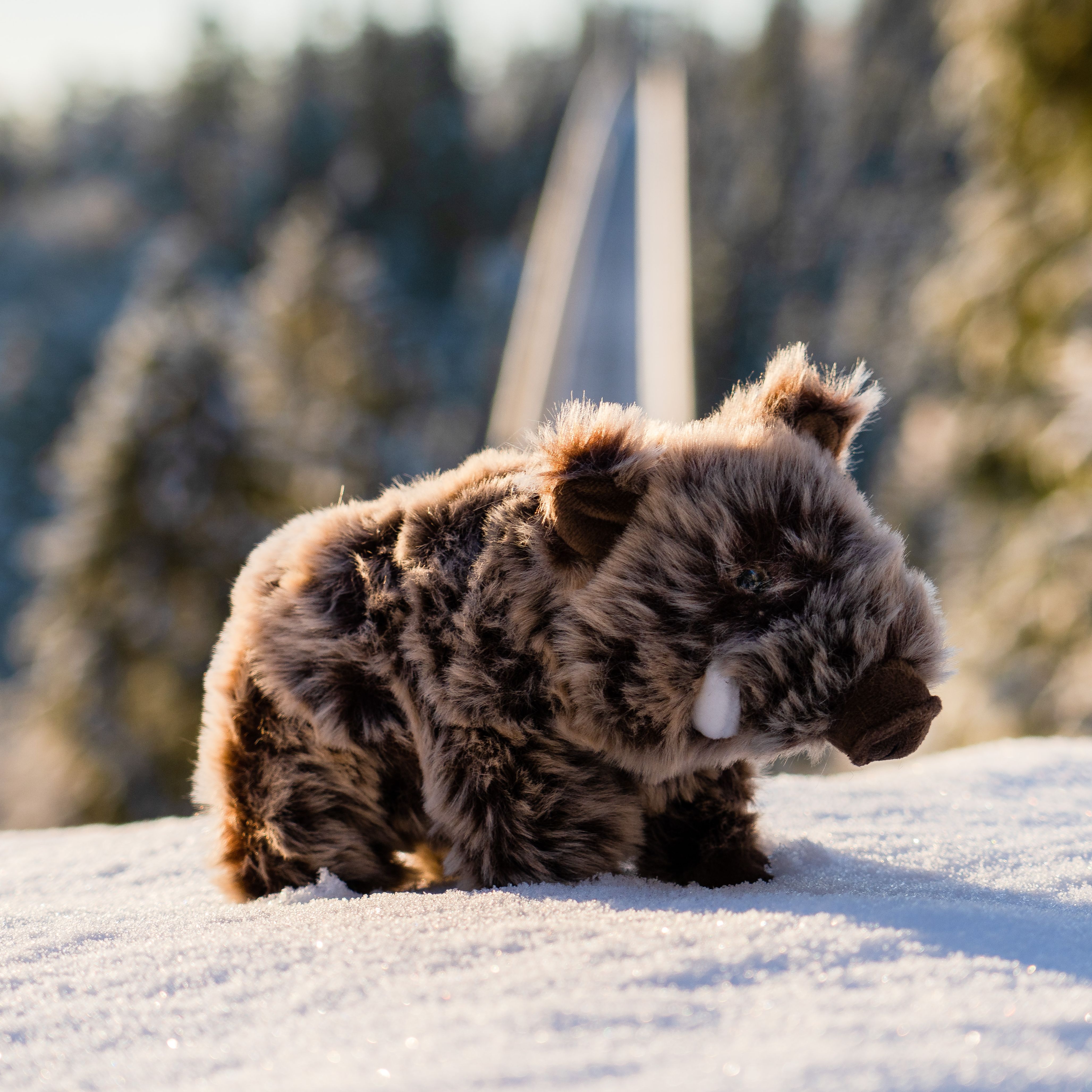 Plüsch Wildschwein